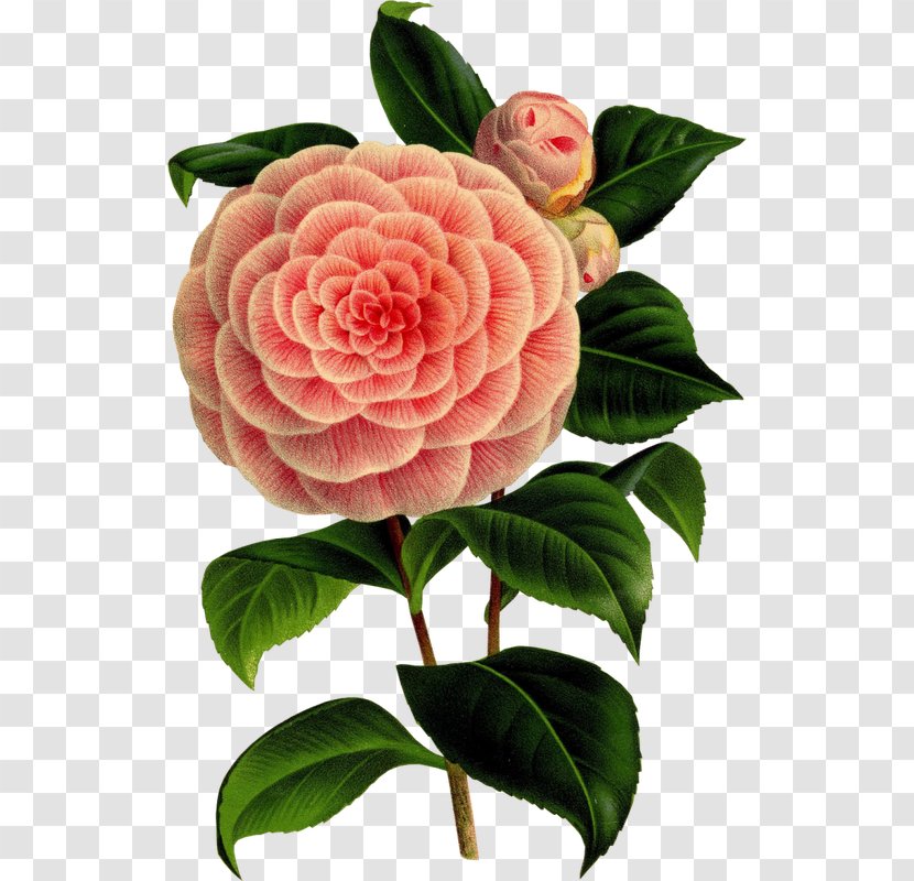 Camellia Flower Botany Art Floral Design - Rosa Centifolia Transparent PNG