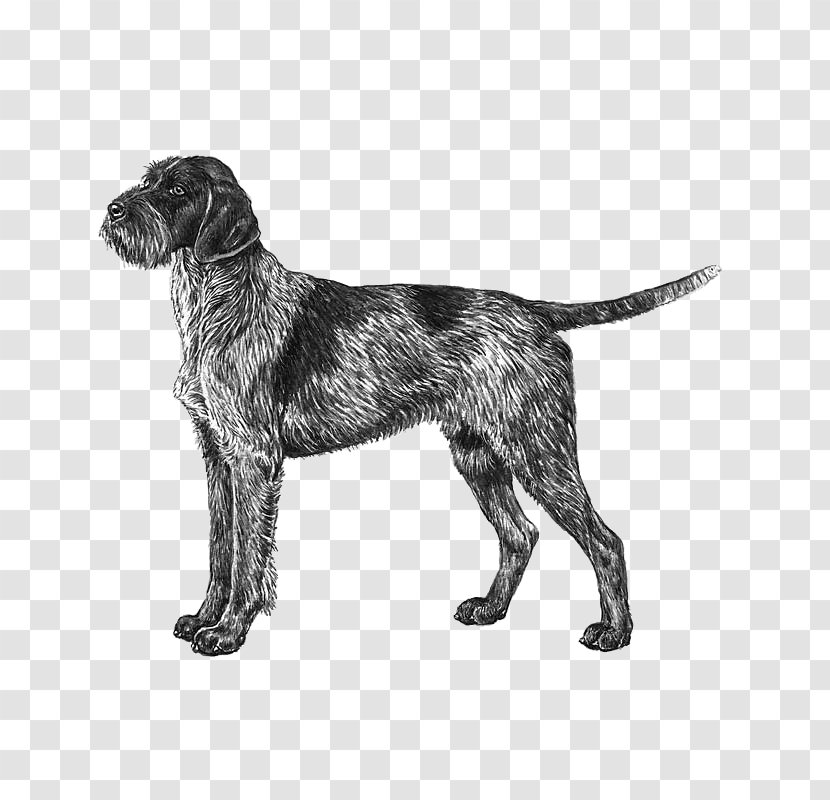Wirehaired Pointing Griffon Český Fousek German Pointer Vizsla - Spinone Italiano - Puppy Transparent PNG