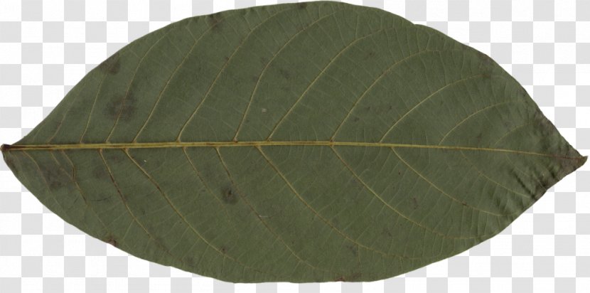 Leaf - Tree - Leaves Photosynthetic Function Transparent PNG