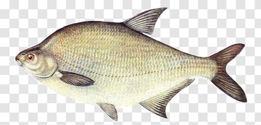 Fishing Cartoon - Angling - Rayfinned Fish Cyprinidae Transparent PNG