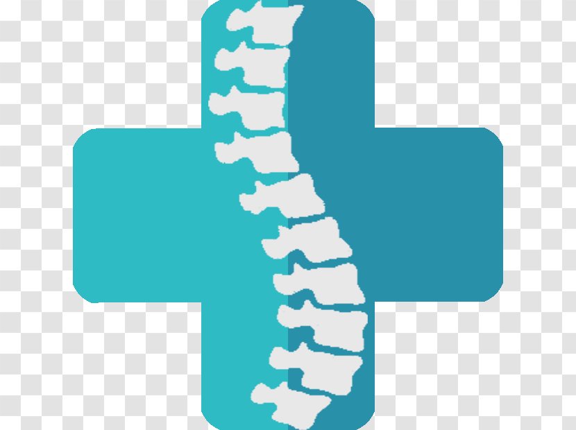 Human Vertebral Column Joint - Bone - Orthopedic Surgery Transparent PNG