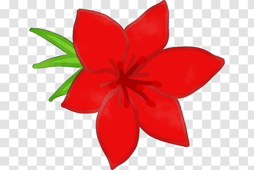 Petal Red Flower Plant Leaf - Pedicel Flowering Transparent PNG