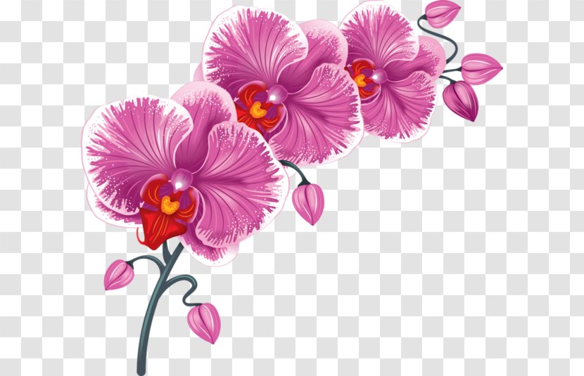 Vector Graphics Clip Art Image Drawing - Cut Flowers - Flower Transparent PNG