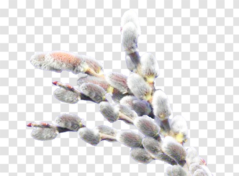 Willow Catkin Holiday Clip Art - Daytime - Organism Transparent PNG