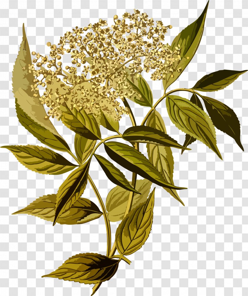 Elderflower Cordial Sambucus Racemosa Tree Shrub - Elderberry - Detailed Transparent PNG