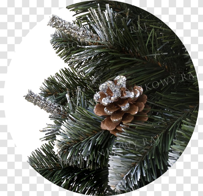 Fir Spruce Christmas Ornament Pine Transparent PNG