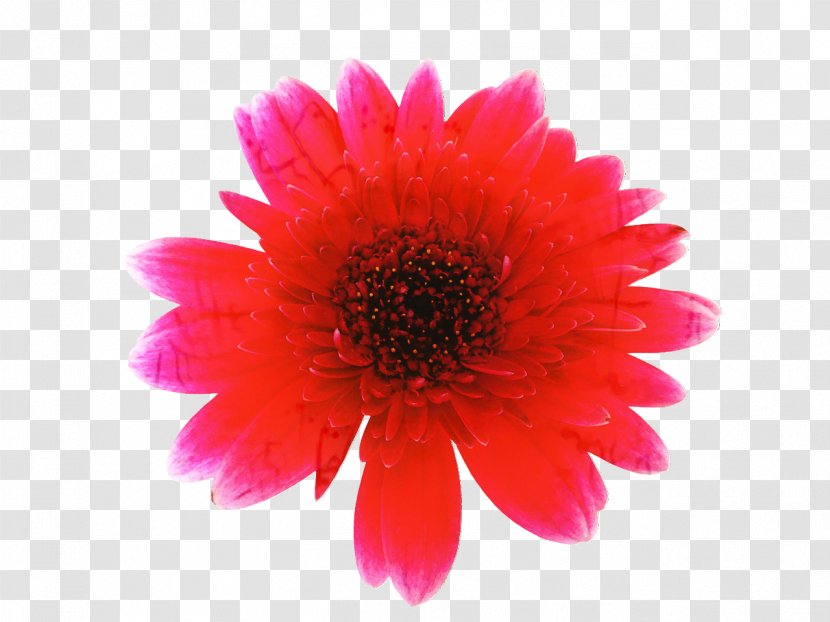 Watercolor Pink Flowers - Flower - Pollen Perennial Plant Transparent PNG