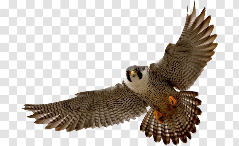 Falcon Clip Art - Bird Transparent PNG