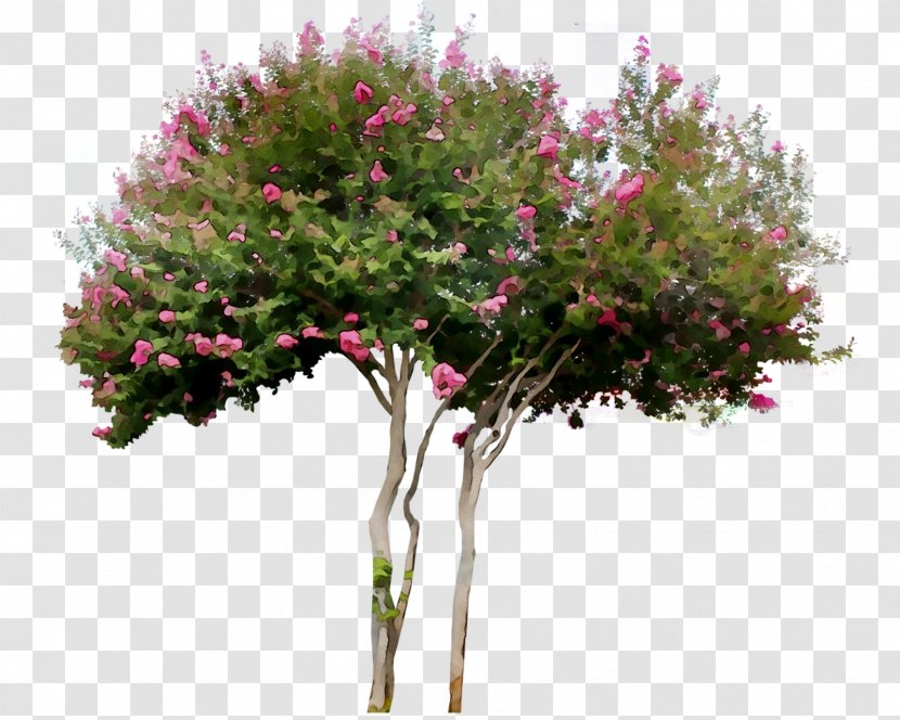 Shrub Royal Poinciana Tree Woody Plant Plants - Flowerpot - Bougainvillea Transparent PNG