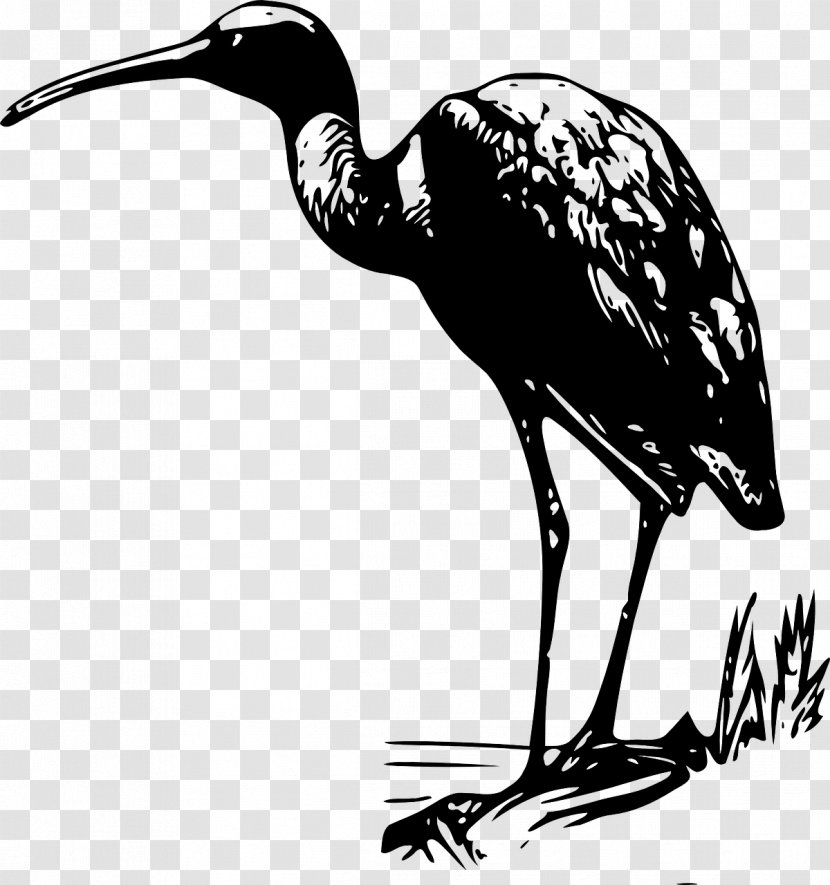 Bird Bald Eagle Crane Ibis Clip Art Transparent PNG