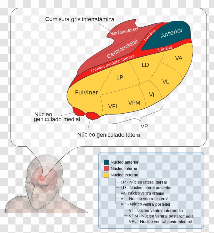Lateral Geniculate Nucleus Medial Thalamus Ventral Posterolateral - Dorsal - Brain Transparent PNG