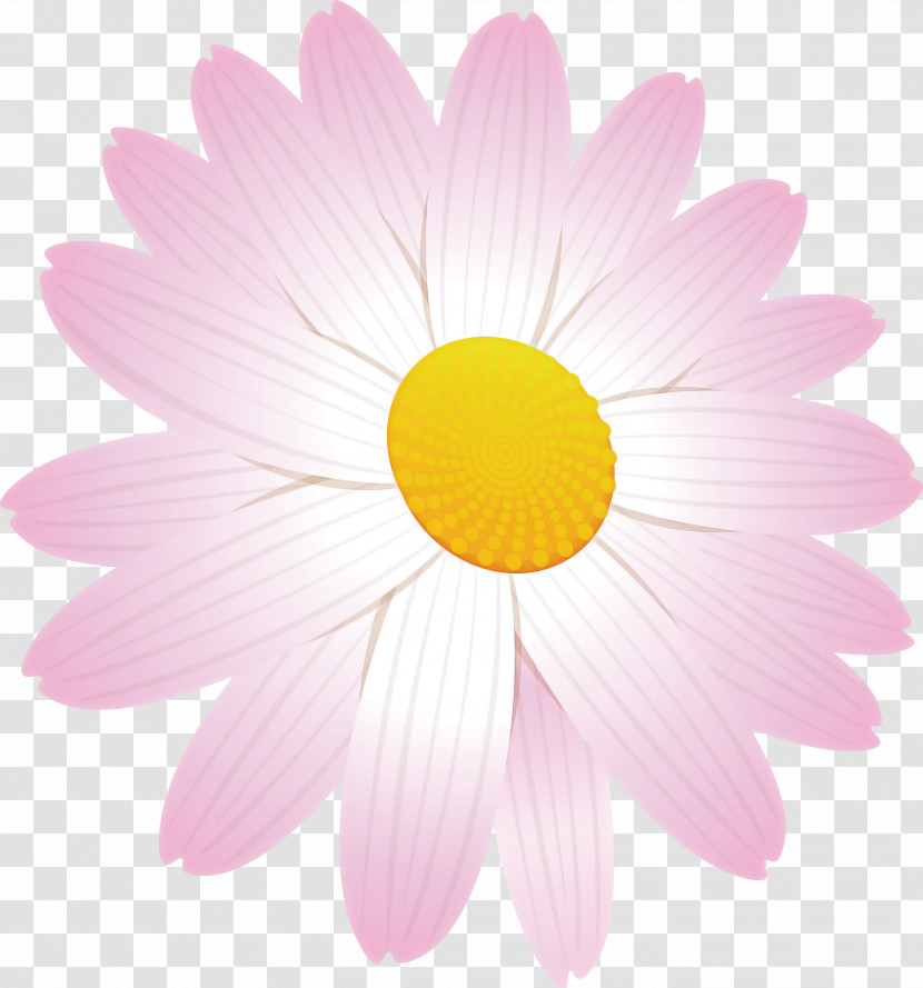 Marguerite Flower Spring Flower Transparent PNG