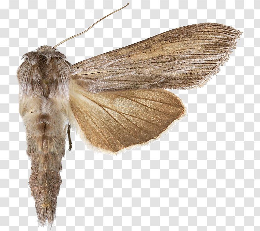 Silkworm Insect Bombycidae - Invertebrate Transparent PNG