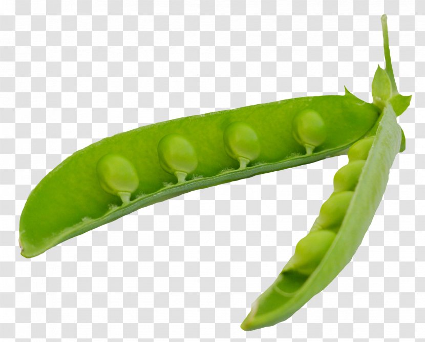 Snap Pea Vegetable Legume - Crayons Transparent PNG