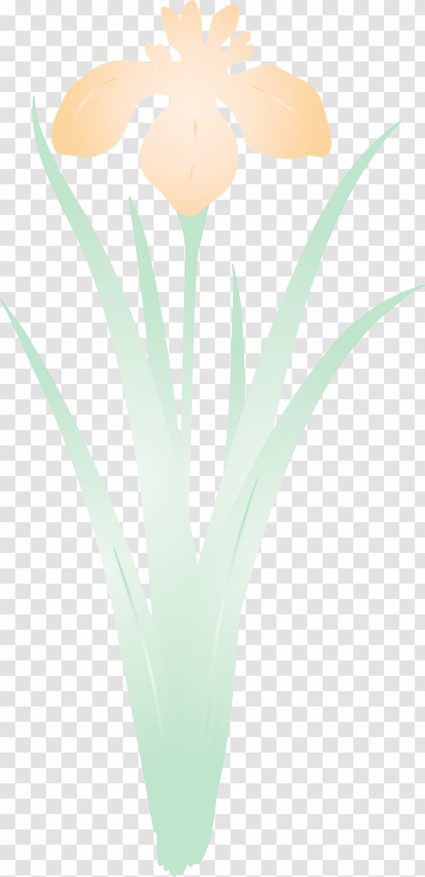 Iris Flower Spring Flower Transparent PNG