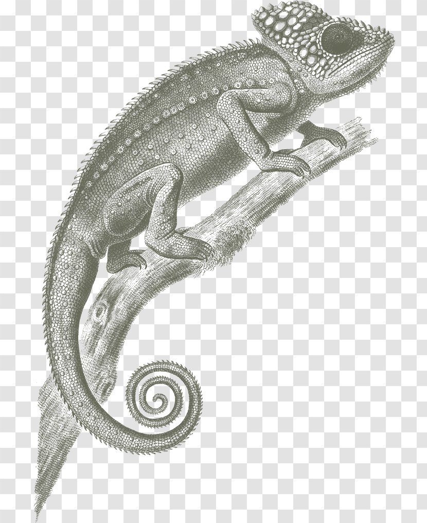 Chameleons Lizard Reptile Veiled Chameleon - Scaled Transparent PNG