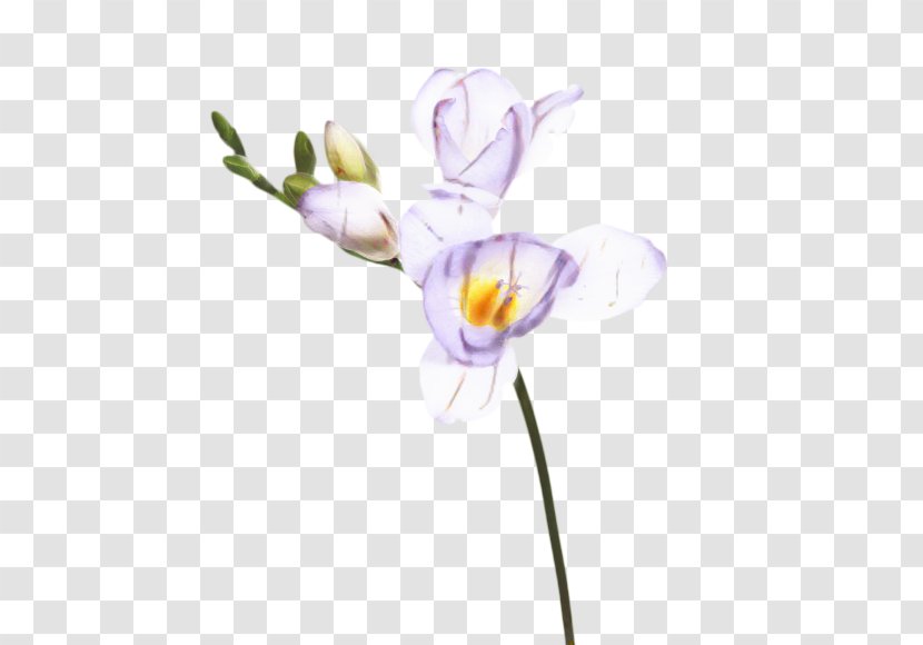 Flowers Background - Crocus - Siberian Fawn Lily Wildflower Transparent PNG