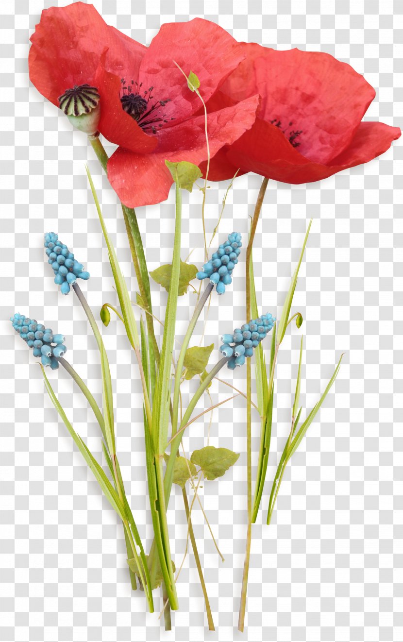 Poppy Flowers - Floristry Transparent PNG