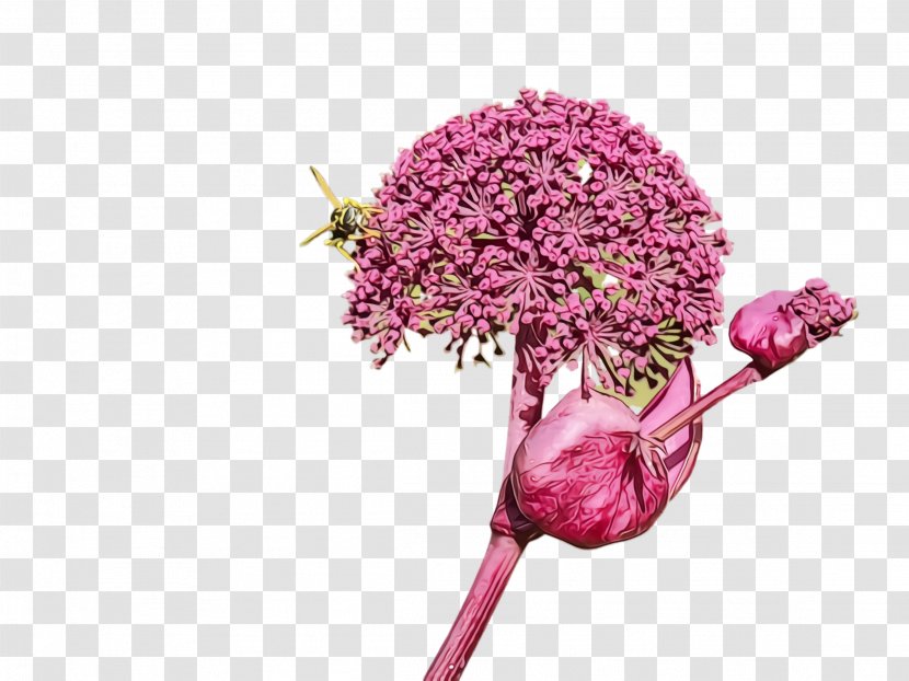 Cut Flowers Flower Pink Lilac Purple - Watercolor - Flowering Plant Allium Transparent PNG