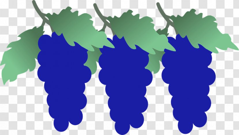 Grape Vitis Grapevine Family Plant Leaves Transparent PNG