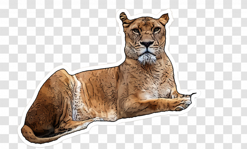 Wildlife Lion Snout Transparent PNG
