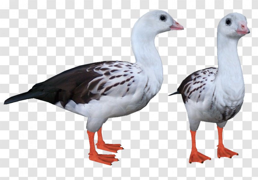 Goose Duck Fauna Feather Beak - Snow Transparent PNG