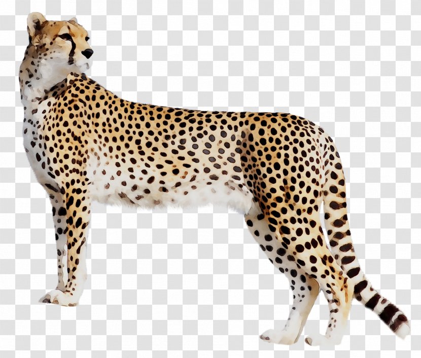 Cheetah Leopard Cat Black Panther Tiger - Whiskers - Mammal Transparent PNG