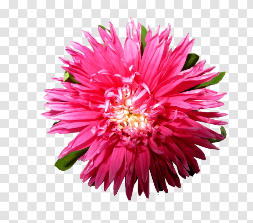 Image Download Adobe Photoshop Android Application Package - Plant - Aster Transparent PNG