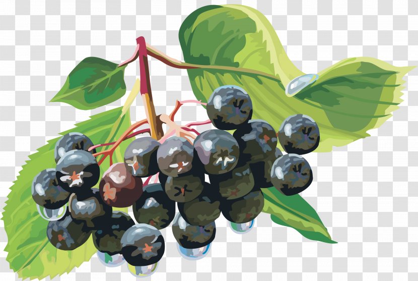 Berry Clip Art - Damson - Berries Transparent PNG