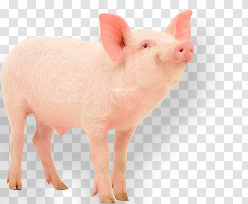 Domestic Pig Photography Paws Discovery Farm - Livestock - Fat Transparent PNG