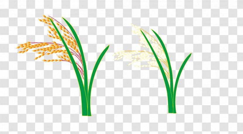 Logo Grasses Leaf Plant Stem Font - Family - Vector Rice And Wheat Transparent PNG