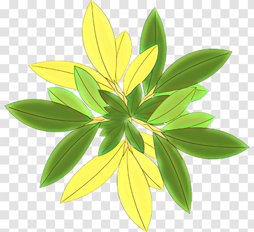 Plants Leaf Tree Plant Stem - Flowering - Hypericum Transparent PNG
