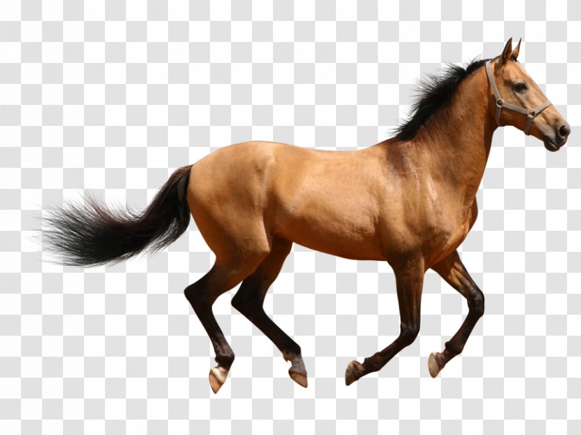Arabian Horse American Paint Quarter Mustang Clydesdale - Supplies Transparent PNG