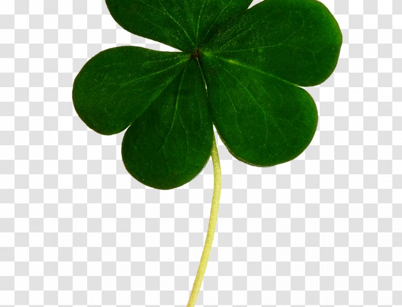 Saint Patrick's Day Clip Art Luck Shamrock Irish People - Plant - Leprechaun Transparent PNG