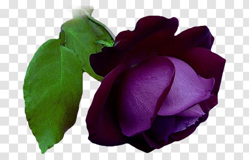 Garden Roses Cabbage Rose Flower Clip Art - Purple Transparent PNG