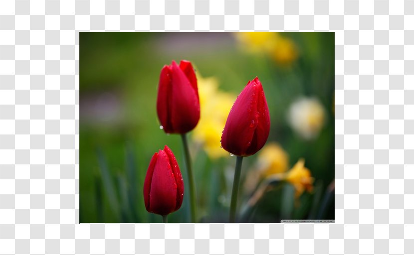 Ultra-high-definition Television 4K Resolution 1080p Tulip Transparent PNG