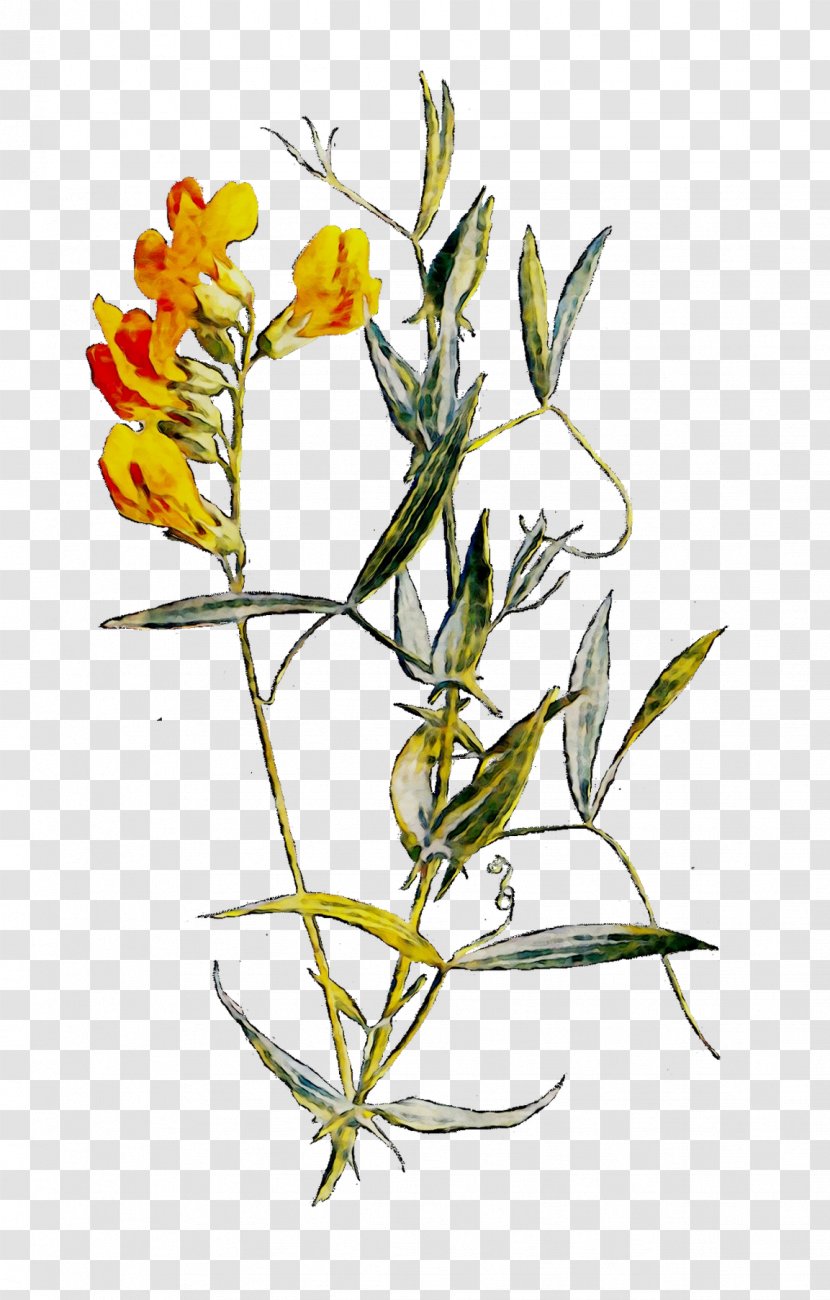 Twig Plant Stem Flowering Herbaceous - Evening Primrose Transparent PNG