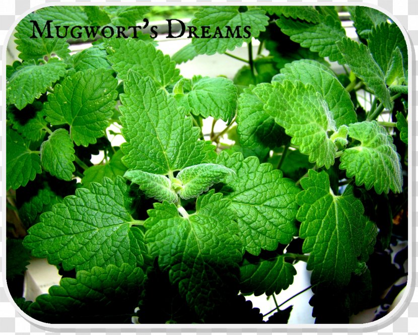 Lemon Balm Herbalism ESTX BA.RES.30-15 NR DL Perilla Groundcover - Catnip Transparent PNG