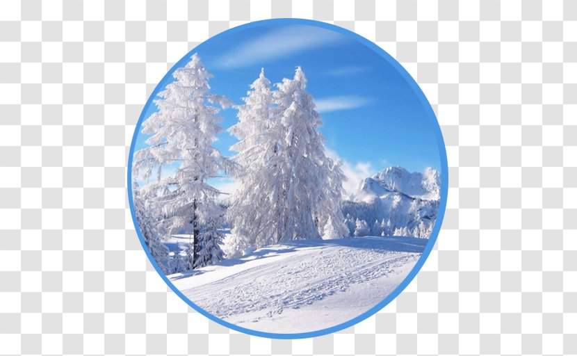 Desktop Wallpaper Snow Tree Winter Christmas - Mist - Solstice Transparent PNG