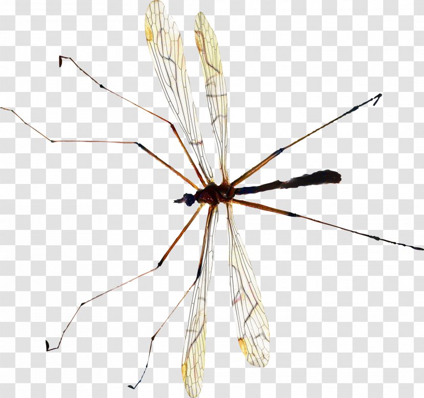 Spider Cartoon - Mosquito - Dragonflies And Damseflies Damselfly Transparent PNG