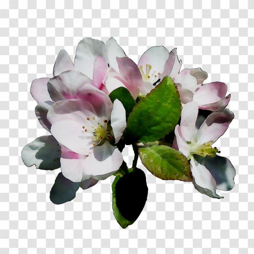 Tree Herbaceous Plant Branch Flowering Plants - Blossom - Flower Transparent PNG