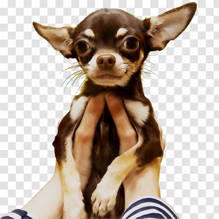 Chihuahua Russkiy Toy Puppy Dog Breed Companion Transparent PNG