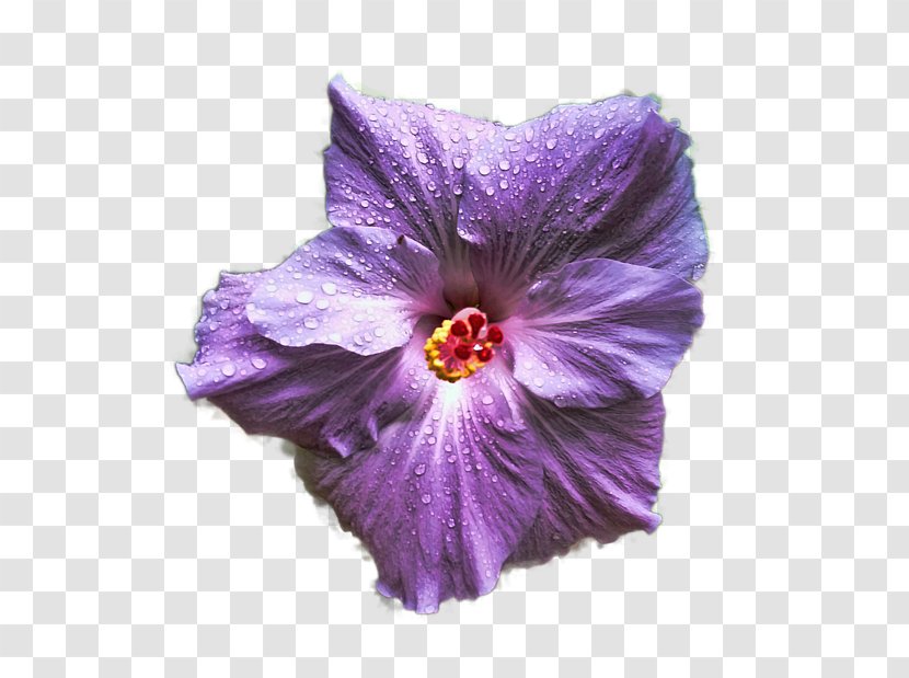 Mallows Hibiscus Violet Plant Lilac - Morning Glory Family Transparent PNG