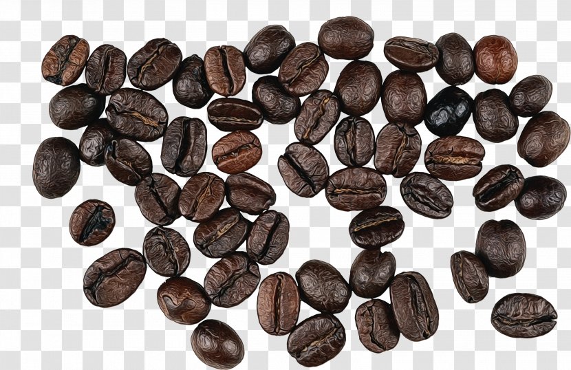 Watercolor Plant - Seed - Java Coffee Transparent PNG