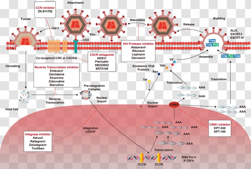 Antiviral Drug Enzyme Inhibitor Antibiotics Integrase Reverse Transcriptase - Watercolor - Ledipasvir Transparent PNG