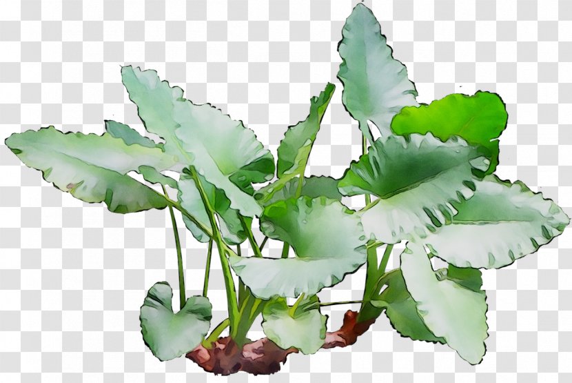 Leaf Plant Stem Herbalism Plants - Herb Transparent PNG