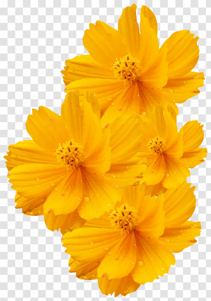 Cosmos Sulphureus Bipinnatus Yellow Flower Euclidean Vector - Flowering Plant - Shiny Transparent PNG