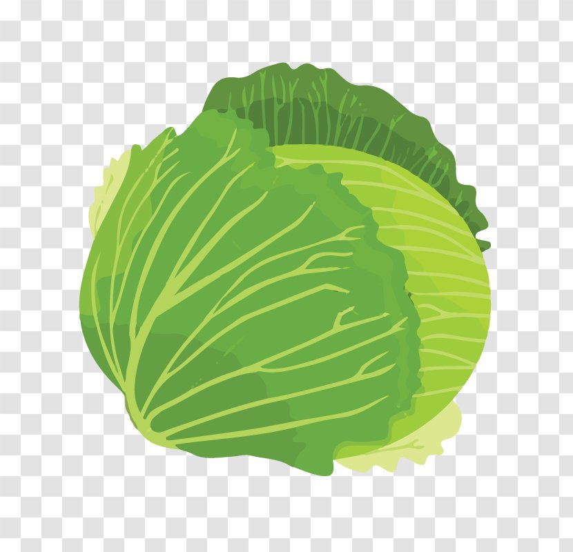 Cabbage Leaf Vegetable Food - Drawing Transparent PNG