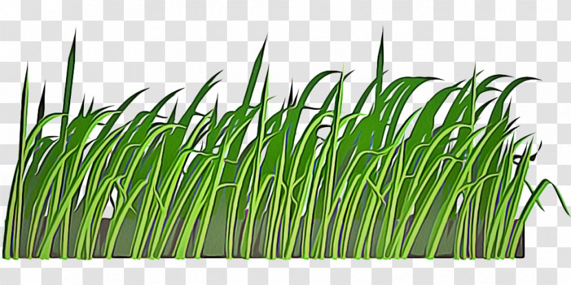 Grass Green Plant Family Lawn - Flowering Chives Transparent PNG