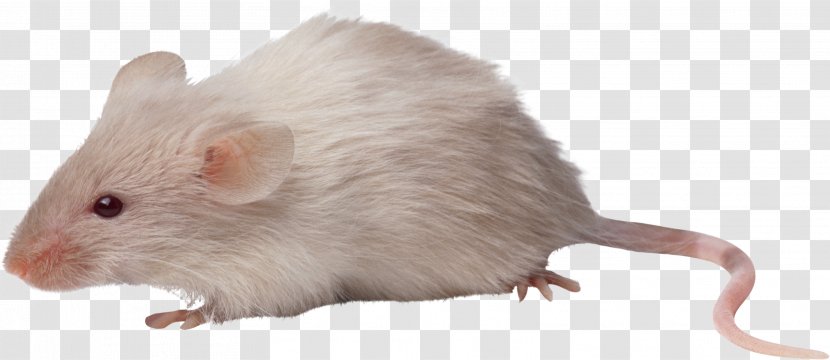Computer Mouse Rat Rodent - Mouse, Image Transparent PNG